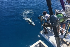 Fishing-at-David-Shoal-38