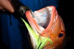 Panteloon-Shoal-Fishing-43
