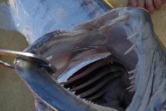 Panteloon-Shoal-Fishing-80