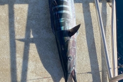 Preimeiras-Banks-Fishing-35-species-of-gish-21