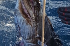 Fishing-in-Primeiras-Banks-28